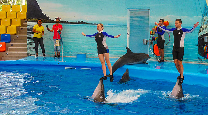 freedom dolphin phuket