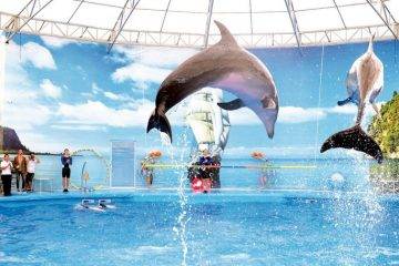nemo phuket dolphin show