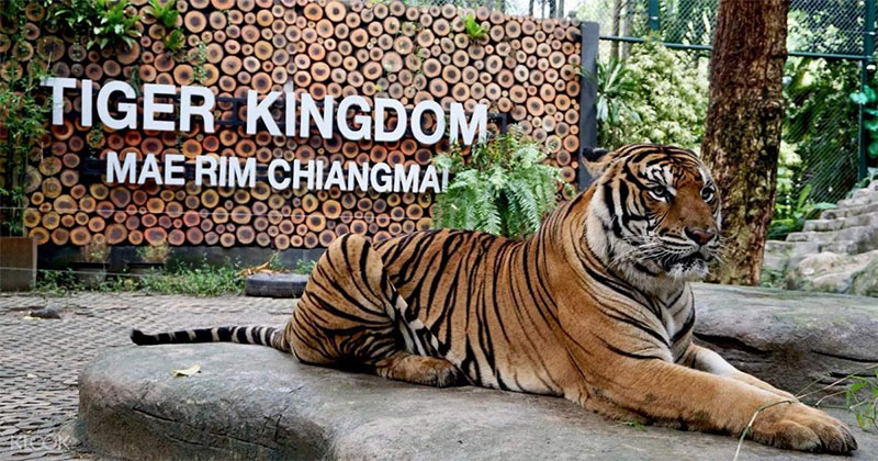 thailand phuket tiger kingdom