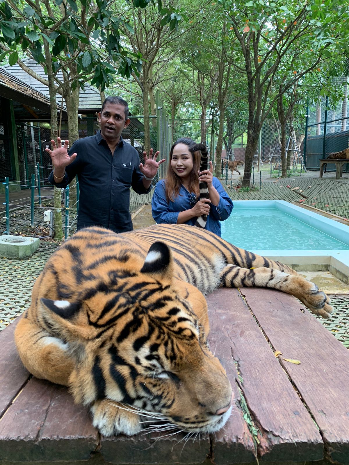 tiger kingdom thailand phuket